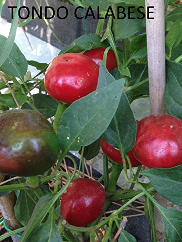 Sweet Seeds cereza pimienta! 15 semillas de pimiento muy único! Vea nuestra tienda! Peine de S/H!