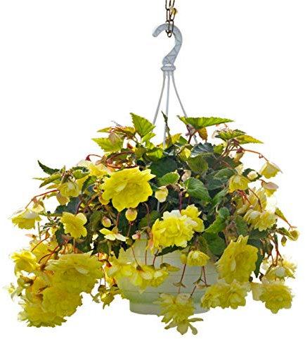 TRTO 15 Seeds Begonia F1 Illumination Lemon - Hanging Basket Type Useful for Garden Yard Patio and Useful for Gifts
