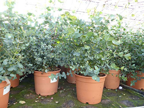 gruenwaren jakubik 2x XXL Eucalyptus Gunni Gunnii Busch Eukalyptusbaum 45-60 cm, Pflanze winterhart