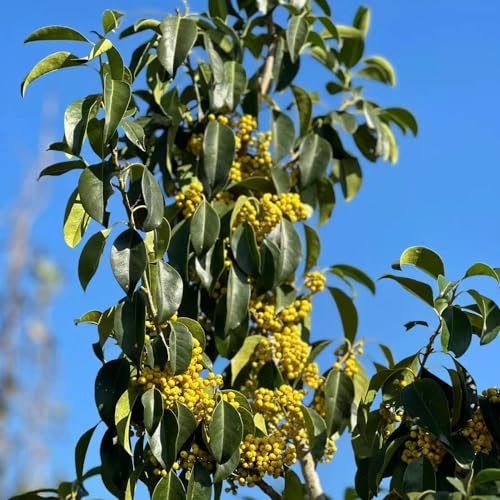 50 pcs stechpalme Samen zimmerbonsai bonsai,Ilex aquifolium, topfpflanzen plants seed best of deko pflanze zimmerpflanzen bonsai tree saatgut indoor garden historisches saatgut kleines