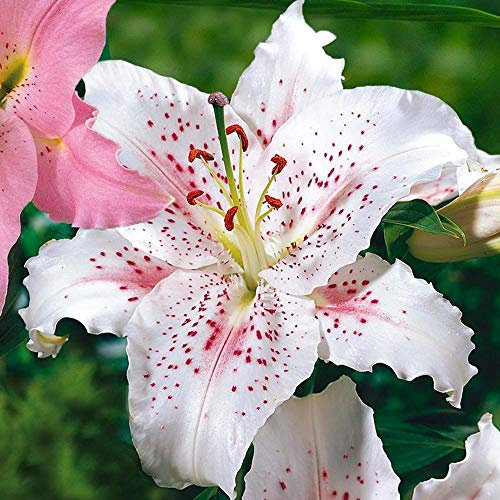 Portal Cool 2 X 'Oriental Lilies 'Muscadet' (Tubers) (Free Uk Porto):Seeds Only