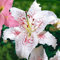 Portal Cool 2 X 'Oriental Lilies 'Muscadet' (Tubers) (Free Uk Porto):Seeds Only
