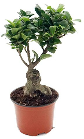 Ficus Ginseng, Ginseng Bonsai, (Ficus microcarpa), asiatischer Bonsai, verschiedene Größen (im 12cm Topf, ca. 30cm hoch)