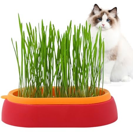ROCKIA Cat Grass Planter for Indoor Cats | Cat Grass Tray - Sprouting Tray for Indoor or Outdoor Cats, Dogs, and Other Pets, Prevent Hairballs and Aid Digestion, Perfect for Any Occasion