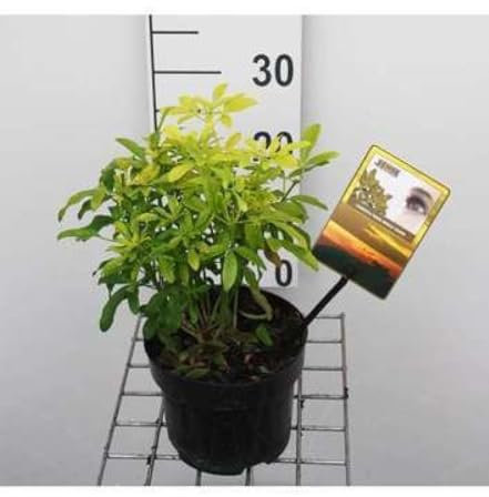 Choisya tern. 'Lich'® ('sundance'®/'brica') - Oranger Du Mexique 25-30 cm en pot