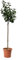 KENTIS - Plante de Prune Jaune - Vraies Plantes d'Extérieur - Arbre Fruitier de Jardin d'Ornement - Pot de Culture Ø 28 cm