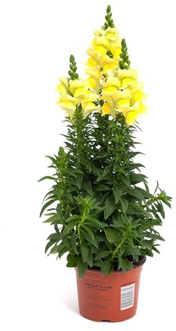 Dragonaria Natural la Planta Boca de Dragón que Agrega Magia a tu Espacio Exterior