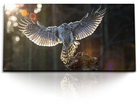 Paul Sinus Kunstdruck Bilder 120x60cm Habicht Raubvogel Greifvogel Natur Tierfotografie
