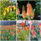 150 pcs Fackellilie Winterhart Mehrjährig blumen samen, geschenke für gartenliebhaber, Kniphofia uvaria, garten pflanzen, steingarten pflanzen balkon blumen, balkonpflanzen winterhart