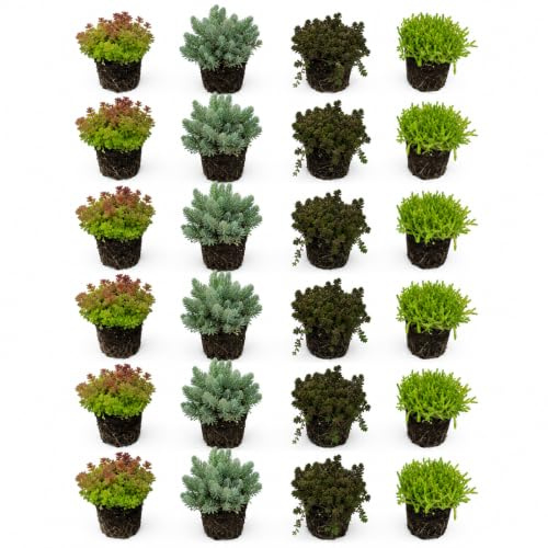 Vdvelde․com - Sedum Pflanzen Set mit 24 winterharten Bodendeckern im P9-Topf - mehrjähriger Sedum Mix für 2-3 m² - trockenheitsresistent und pflegeleicht für Steingarten und Teichrand