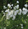 Pfirsichblütige Glockenblume Alba - campanula persicifolia