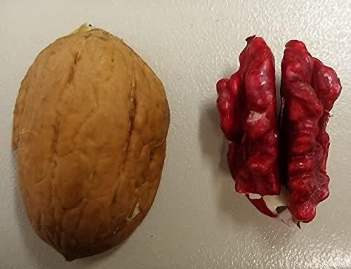 Walnussbaum `Die Rote`, Hocharomatische Sorte mit roten Kernen, 100-125cm im 10L-Topf