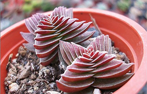 CRASSULA Capitella thyrsiflora RED PAGODE saftig Kaktus Samen Pflanze freies Verschiffen 100pcs / bag
