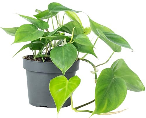 Baumfreund – Pianta d'appartamento facile da pulire, Philodendron scandens, altezza ca. 20 cm, diametro vaso 12 cm