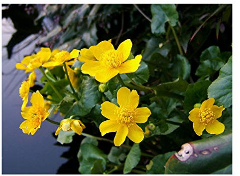 PondPlantsUK 2 x Native Plants for Ponds - Including a Pot and Compost - Live Water Aquatic Lake Marginal (Caltha Palustris)