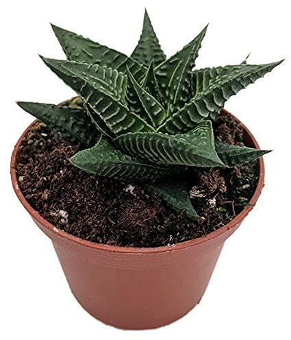 PCMOVILES Cactus Suculenta haworthia Limifolia en maceta de 8.5cm (planta viva)