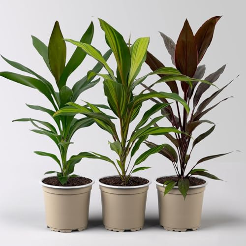 Grünpflanzen-Set Keulenlilien-Dreierlei, Topf-Ø 12 cm, 3 Pflanzen