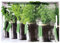 Kesper Bandeja para Servir 77334, diseño de Herbs, 50 x 35 x 4,5 cm, Melamina, Verde, 50 x 35 x 4 cm