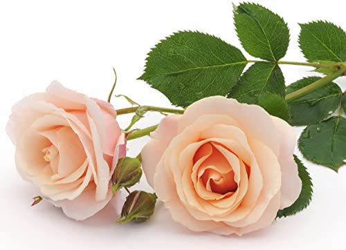 Rose Plants, King Charles III Celebration Rose, Climbing 'Breath of Life', 1 x Full Plant in 5 Litre Pot, Rose Plants, Garden Flowers, Roses, Garden Ready and Ready to Plant, Premium Quality Roses