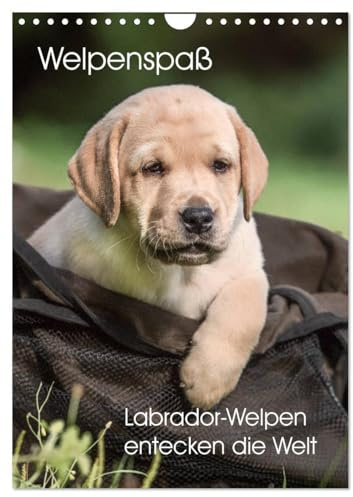 Welpenspaß - Labrador Welpen entdecken die Welt (Wandkalender 2026 DIN A4 hoch), CALVENDO Monatskalender: Planer mit niedlichen, agilen Labradorwelpen (CALVENDO Tiere)