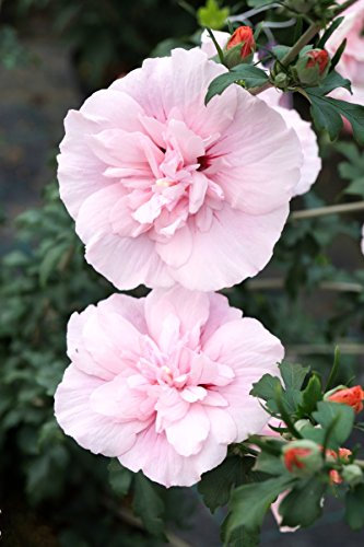 Hibiskus rosa Blüte Roseneibisch Pink Chiffon Hibiscus syriacus Pink Chiffon Containerware 40-60 cm hoch,