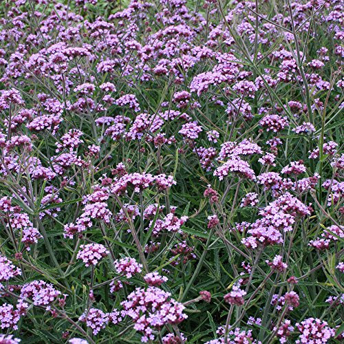 Dwarf Verbena Plants, Easy to Grow Drought Tolerant Garden Plant for Patios & Outdoors with Purple Summer Flowers, 2 x Verbena Bonariensis Lollipop in 1 Litre Pots by Thompson & Morgan
