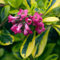 Andenstrauch 'Gold Ellen' - Escallonia 'Gold Ellen' - 20-25 cm Topf - Gelbe Blüten, attraktiv für Vögel