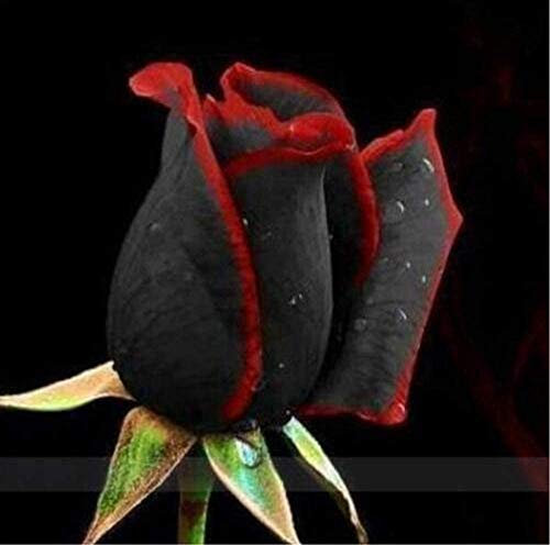 Shopmeeko 100 seltene Rosenpflanze Black Rose Flower mit rotem Rand Seltene Rose Flowers-Pflanze. Für Garten-Bonsaipflanzen: 2