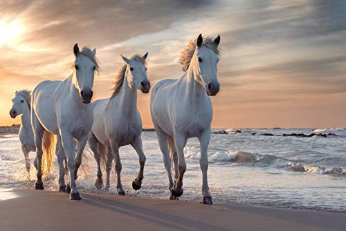 PFERDE Fototapete VLIES-300x223 cm (2937A)-Natur Landschaft Pferd Pony Strand Meer See Tiere Wandtapete-Inkl. Kleister-Vliestapete Bild Dekoration Wand-Dekor Moderne Motiv-Tapete Panorama Poster XXL