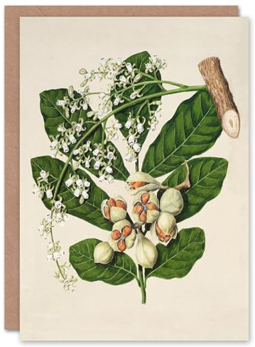 Artery8 Sarah Featon Art Card New Zealand Kohekohe Tree Seeds and Flowers