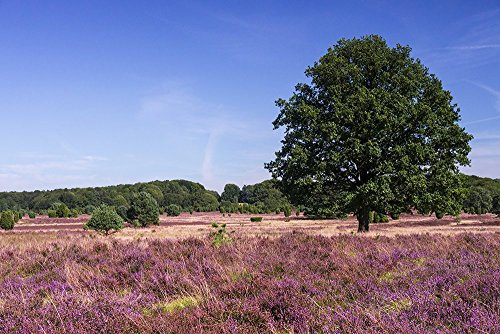 Pixblick - Lüneburger Heide - Hochwertiges Wandbild - Poster 90 x 60 cm