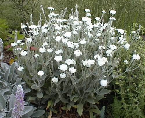 50 White Lychnis Coronaria Alba (White Rose Campion/Evening Lychnis/Silene/White Cock) Flower Seeds by