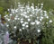50 White Lychnis Coronaria Alba (White Rose Campion/Evening Lychnis/Silene/White Cock) Flower Seeds by