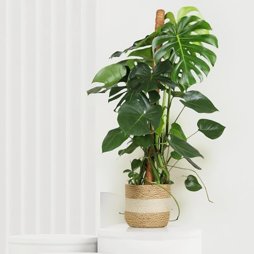 Monstera Deliciosa, Fensterblatt, tropische Zimmerpflanze, frische Topfpflanze, grüner Blickfang für Wohnzimmer, Bad, Büro, pflegeleicht, luftreinigend, Urban Jungle, sehr beliebte Zimmerdeko 105cm