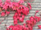 Mix Boston Semi 100% vera Parthenocissus tricuspidata Seed Piante da esterno Quasi no prendersi cura decorativo pianta rampicante 100 PCS 7