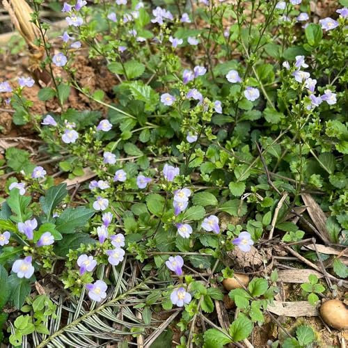 200 pz Semi di Mazus Reptans della copertura del terreno - semi di copertura del terreno per aiuole rialzate per balconi resistenti Semi di Bocca Labbra - Le piante tappezzanti sono