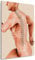 Wallario Leinwandbild Anatomie Wirbelsäule - Menschliches Skelett beim Laufen - Wandbild 60 x 90 cm: Kunstdruck | Brillante lichtechte Farben | hochauflösend | verzugsfrei