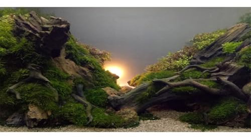 AWERT River Bed & Lake Aquarium Background Sunshine Aquatic Plant Fish Tank Background Vinyl 60x24 inches