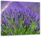 ewaschbaer Herdabdeckplatten Ceranfeldabdeckung Spritzschutz Glas 60x52 Lavendel Violett Blumen