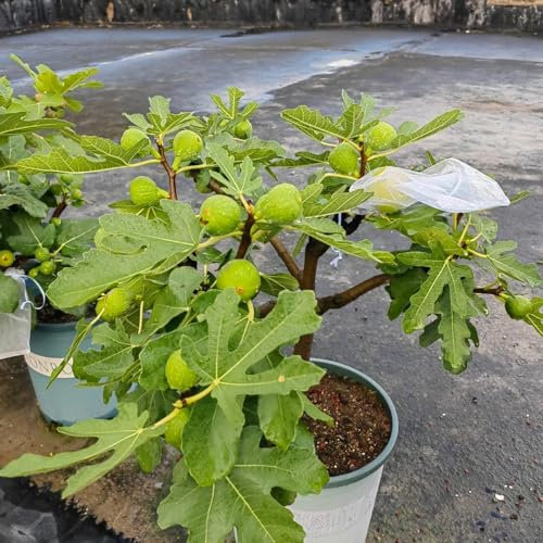 10 pcs feigenbaum winterhart samen, säulenobst winterhart, bio saatgut feigenbaum kaufen - Ficus carica - samen obst, extrem winterharte kübelpflanzen obst, zimmergewächshaus anzucht