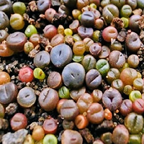 Haloppe 100 Pz Piante Succulente Semi per la Piantagione del Giardino di Casa, Lithops Rare Pietre Viventi Pianta Grassa Giardino Bonsai Decorazione del Balcone Semi succulenti