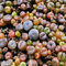 Haloppe 100 Pz Piante Succulente Semi per la Piantagione del Giardino di Casa, Lithops Rare Pietre Viventi Pianta Grassa Giardino Bonsai Decorazione del Balcone Semi succulenti