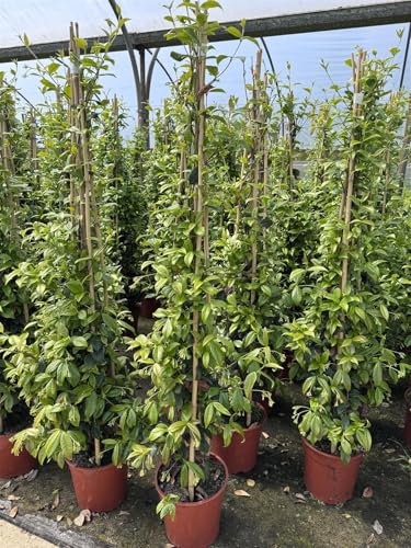 Direct Plants Trachelospermum Jasminoides Star Jasmine Highly Fragrant Extra Large Climbing Plant 5-6ft Supplied in a 7.5 Litre Pot