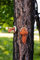 garden mile® Eichhörnchen Gartendeko Skulptur für Außen und Innen Ideal zum Aufhängen am Baum