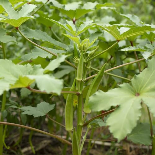 500 Pcs Okra Samen Bio - Winterharte Pflanzen Für Garten, Gemüse Okraschoten Pflanze Samen, Bio Saatgut, Pflanzen Samen Wintergemüse Samen, Gemüsepflanzen Wintergemüse Pflanzen Kaufen