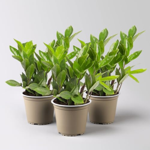 Glücksfeder, Topf-Ø 12 cm, 3 Pflanzen