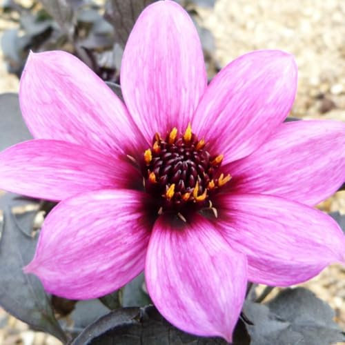 Dahlia 'Happy Days Purple' - Compact Dwarf Variety - Stunning Purple Foliage - Perfect for Pots & Small Gardens – 1x 1 Litre Potted Plant by Thompson & Morgan