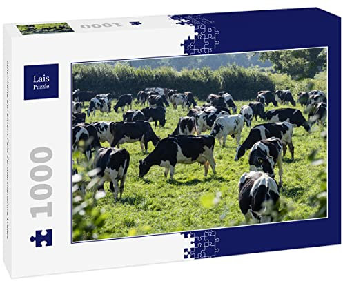 Lais Puzzle Vacas lecheras en un Campo Carmarthenshire Gales 1000 Piezas