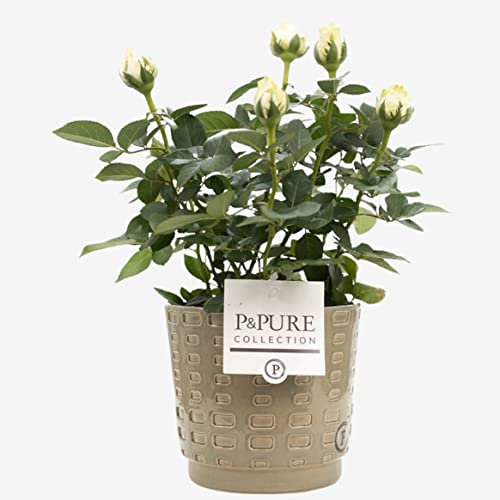 White Rose Plant with Pot, Houseplant Real Indoor Plant for Office, Home, Bedroom, Kitchen and Living Room, Perfect for Clean Air, Delivered Next Day