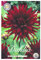 Sommerblumen Dahlien Knollen Blumenzwiebeln Mix Dahlia Bunte Auswahl im Mix für Sommer Blume Knolle Blumezwiebel Set Bunte Blüten mehrjährig (3 x Dahlien Chat Noir)